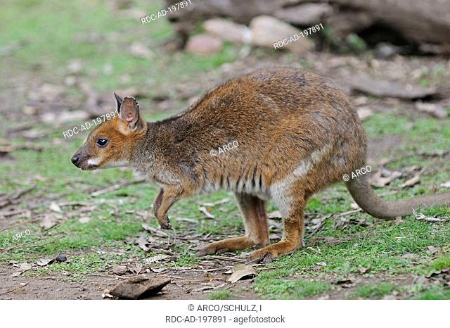 Red-legged Pademelon, Lamington national park, Australia, Thylogale stigmatica