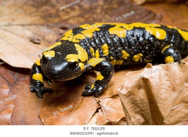 Spotted European Fire Salamander (Salamandra salamandra salamandra), on dry foliage, Germany