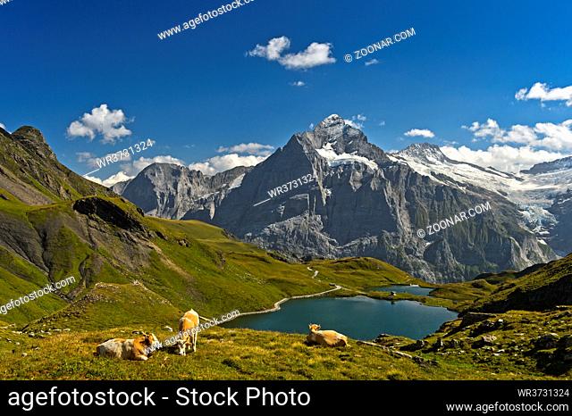 Bachalpsee und das Wetterhorn hinten, Grindelwald, Berner Oberland, Schweiz / Mountain lake Bachalpsee and the peak Wetterhorn behind, Grindelwald