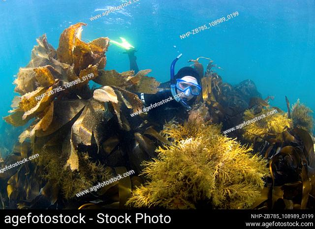 Snorkeller exploring kelp bed, Dorset, UK  Date: 08/09/2006   Ref: ZB785-108989-0199  COMPULSORY CREDIT: Oceans Image/Photoshot