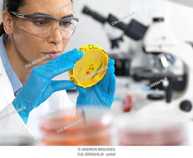 Scientist viewing cultures growing in petri dishes with a biohazard tape on in a microbiology lab