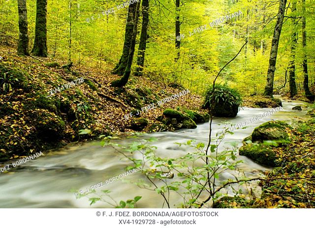 Sorogain forest in Erro Valley, Navarre, Spain