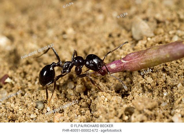 Harvester Ant (Messor bouvieri) adult, minor worker carrying seed back to nest, Montagne de la Clape, Aude, Languedoc-Roussillon, France, May