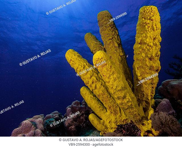 Yellow Tube Sponge -Aplysina fistularis-Metazoa -Los Roques. Venezuela