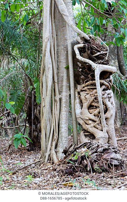 Brazil, Mato Grosso, Pantanal area, Pantanal Strangler fig strangling a palm tree
