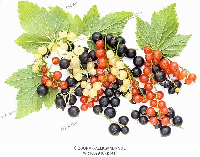 Black, red and white currant