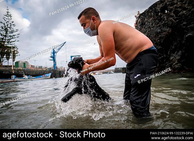 24 June 2021, Spain, Teneriffa: Jorge Gonzalez dips a baby goat into the water at the port of Puerto de La Cruz, in the north of the island