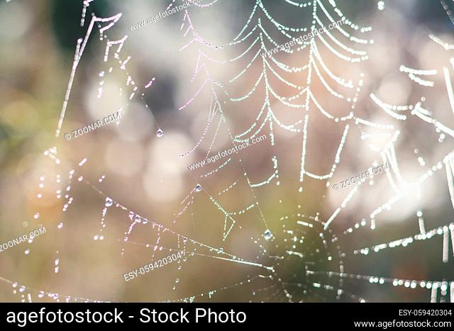 Close up view of the strings of a spiders web with bokeh. Gold spider web of lines that are crossed to a pattern with water drop