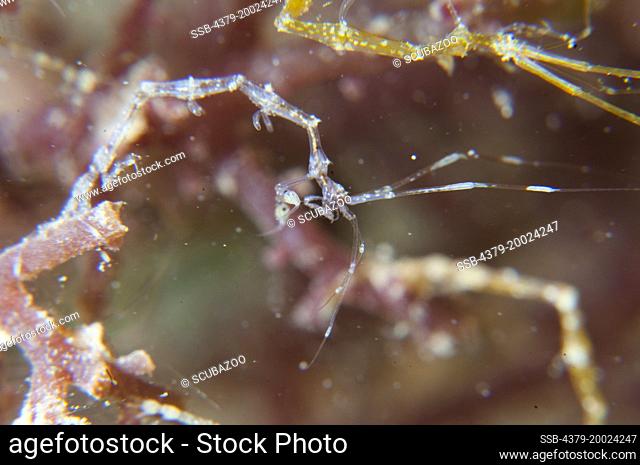 A Skeleton Shrimp, Caprella sp., on red algae, Taliabu Island, Sula Islands, Indonesia