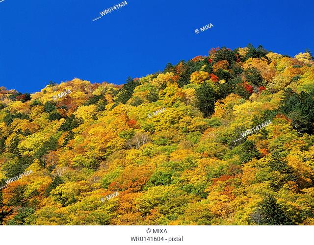 Forest With Autumn Leaves, Nagano, Japan