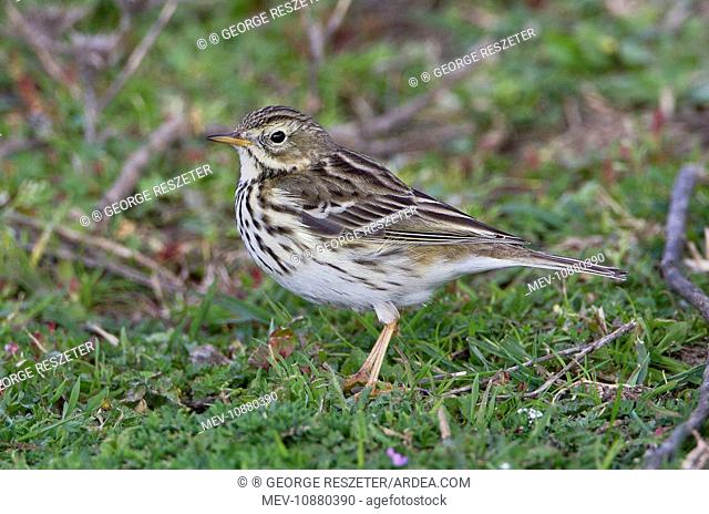 Meadow Pipit (Anthus pratensis). Andalucia - Spain - February