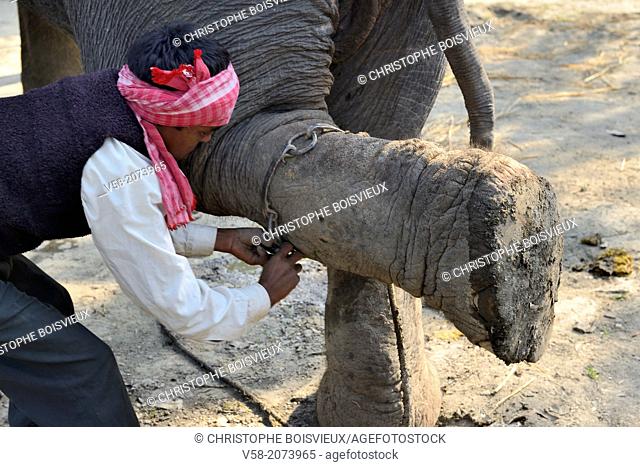 India, Bihar, Patna region, Sonepur livestock fair, Mahout tieing up an elephant