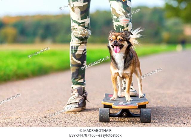 Chihuahua hybrid sits on a skateboard a person is going with
