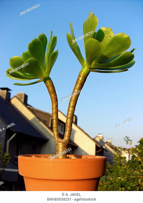 Aeonium (Aeonium arboreum), potted plant on a windowsill