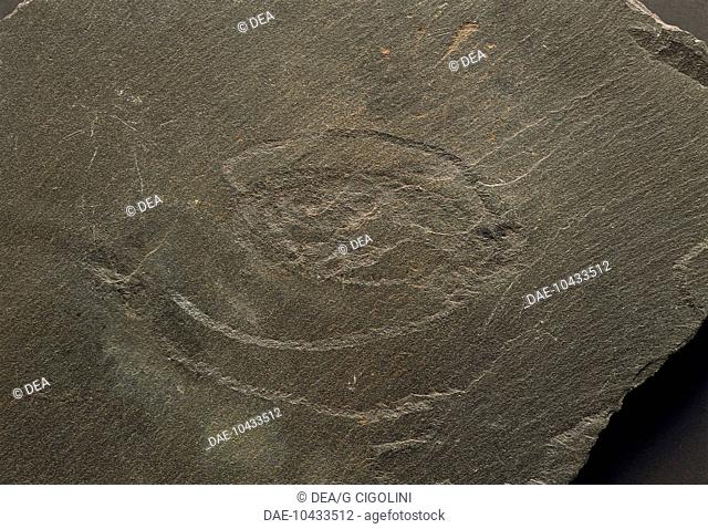 Fossils - Nematoda - Dictyodora liebeana - Ordovician