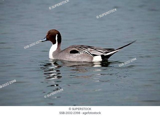 Pintail duck Anas acuta in water