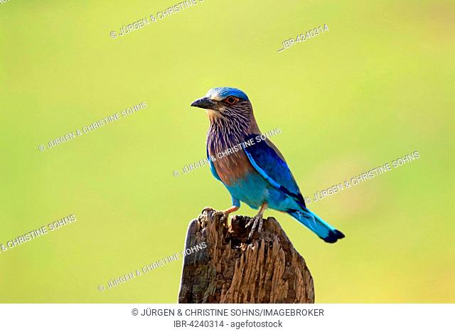 Indian roller (Coracias benghalensis), adult on the lookout, on an old tree trunk, Udawalawe National Park, Sri Lanka