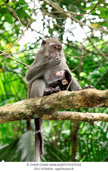Long-Tailed Macaque Monkey Macaca fascidularis Sitting in Tree Bako National Park