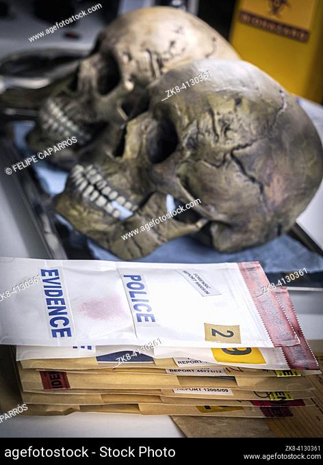 Forensic police measure the lower jaw of a cadaver during a murder investigation in a forensic laboratory, conceptual image
