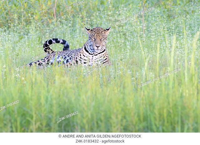 Jaguar (Panthera onca) lying down in wetland, looking at camera, Pantanal, Mato Grosso, Brazil