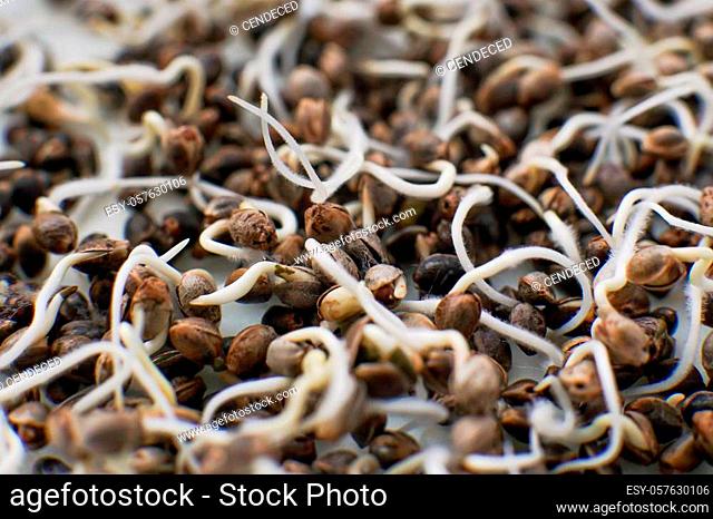 close-up macro. Marijuana seeds. Germinated cannabis seed. Hovering Hemp. Sale of cannabis seeds. Details Root on a white background