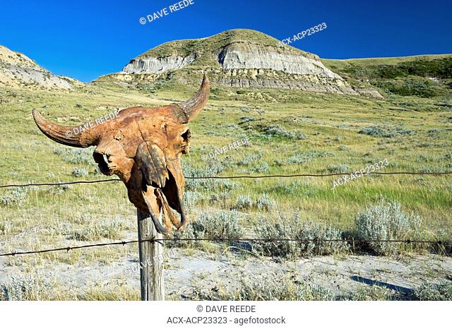 Buffalo skull on fence post, Big Muddy Badlands, Saskatchewan, Canada