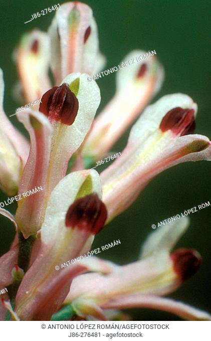 Detail of Fumitory (Fumaria officinalis) flowers