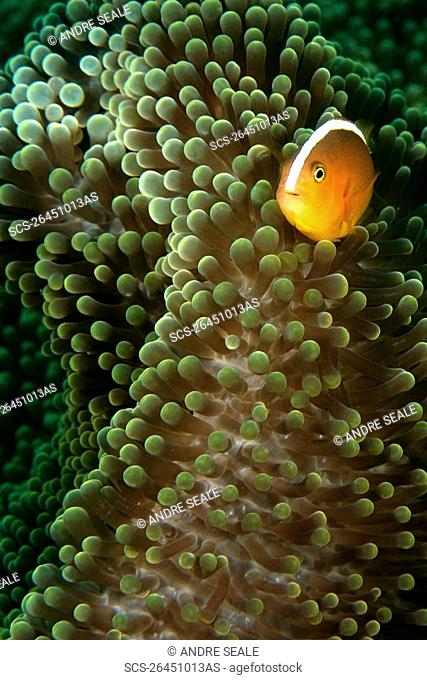 Orange anemone fish, Amphiprion sandaracinos, and Merten's sea anemone, Stichodactyla mertensii, Dauin, Dumaguete, Negros Island, Philippines RR