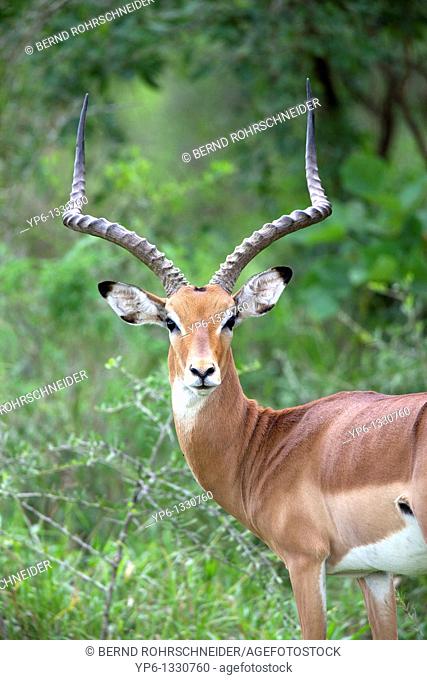 Impala, Aepyceros melampus, portrait of a male, Lake Mburo National Park, Uganda