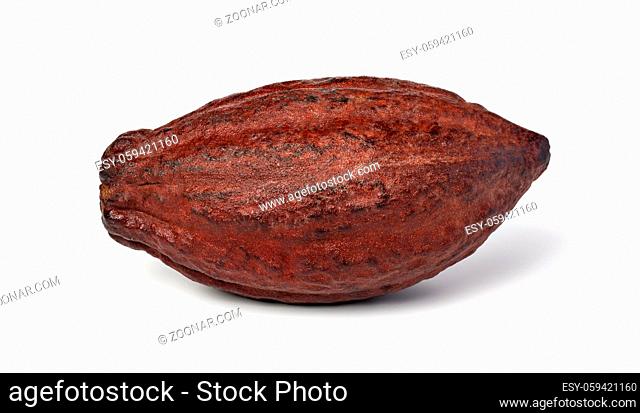 Cocoa pod on a isolated white background