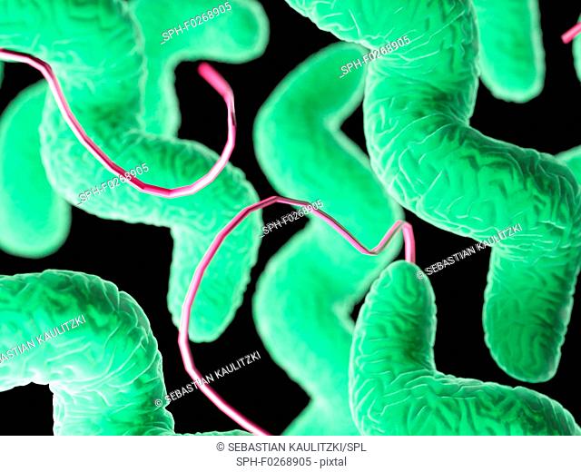 Campylobacter bacteria, computer illustration