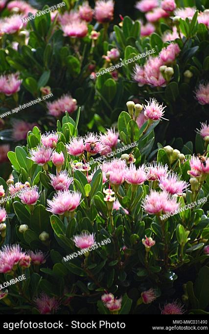 Wild flowers. The Riverston Peak located in the central hills of Sri Lanka can be reached by travelling approximately 178km from Colombo