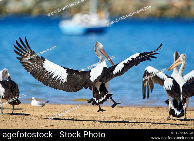 African Pelican (Pelecanus conspicillatus), water, landing, close-up, New South Wales, Australia
