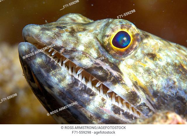 Close up of reef lizard fish head (Synodus variegatus). Ha'apai Group, Tonga. South Pacific Ocean