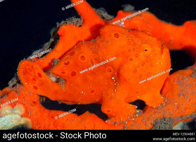 Orange Painted Frogfish - Batu Niti dive site, Seraya, near Tulamben, east Bali, Indonesia