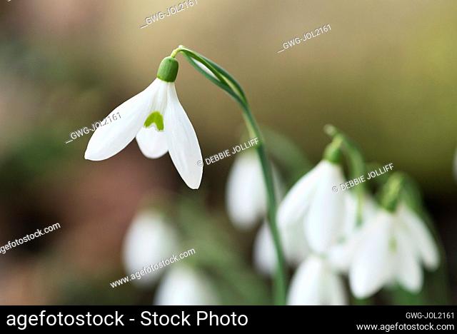 GALANTHUS 'DAVID BROMLEY EARLY'