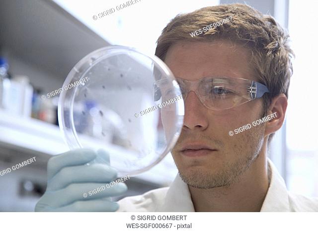 Scientist in a biological lab holding petri dish