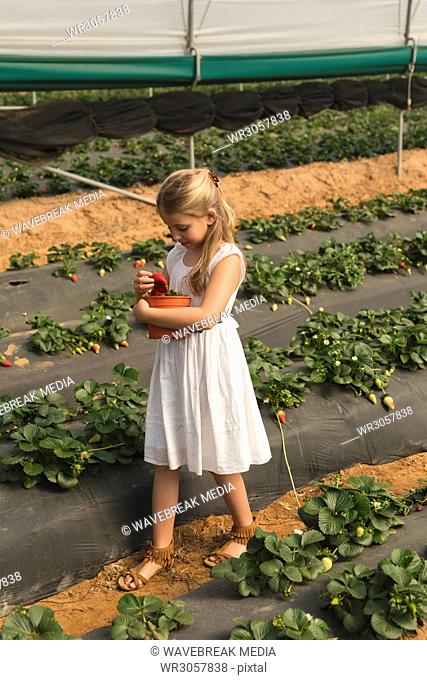 Girl holding freshly plucked strawberry basket