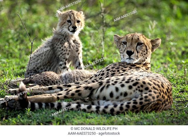 Cheetah (Acinonyx jubatus) Ngorongoro Conservation Area, south of Serengeti National Park, Tanzania