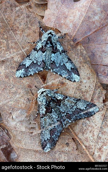 Oak Beauty (Biston strataria) two adult males, resting on leaf litter in woodland, Italy, Europe