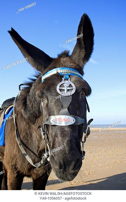 Donkey on Blackpool beach