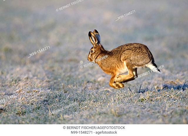 Hare Lepus europaeus, running in meadow with hoar frost, morning light, Bavaria