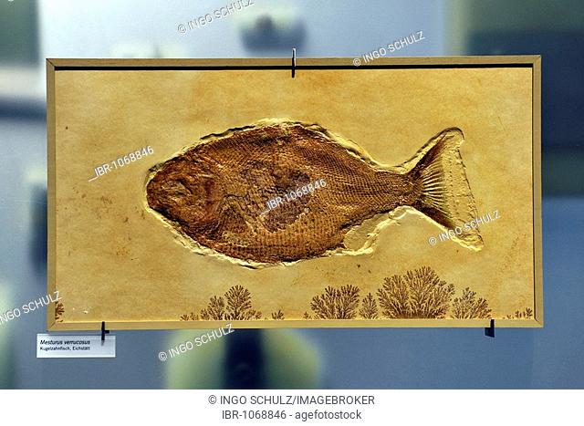 Fossilized Mesturus verrucosus fish, Museum fuer Naturkunde, Natural History Museum, Berlin, Germany, Europe