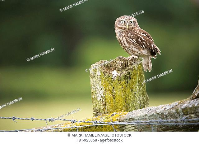 Little Owl Athene noctua adult perched on post in farmland habitat captive-bred  Wales, July 2009
