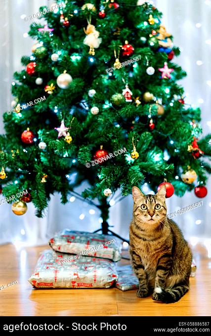 Gray fluffy cat under a decorated Christmas tree with wrapped gifts. High quality photo
