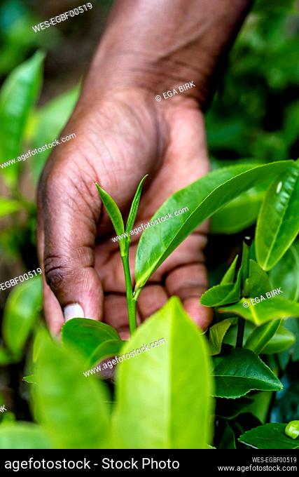 Sri Lanka, Uva Province, Haputale, Close-up of hands picking tea leaves