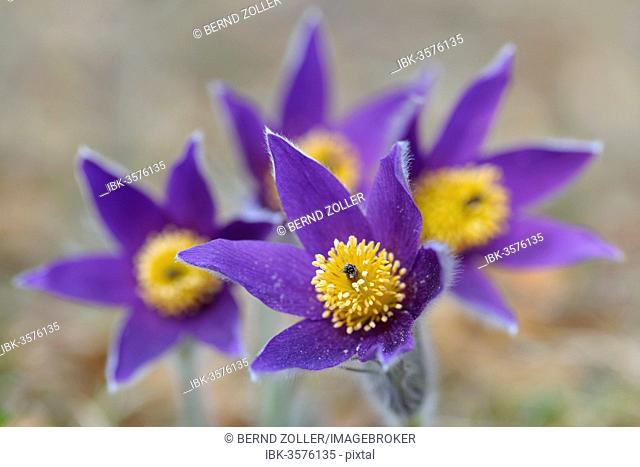 Pasque Flower (Pulsatilla vulgaris), group of flowers, Biosphere Reserve Swabian Alb, Baden-Württemberg, Germany