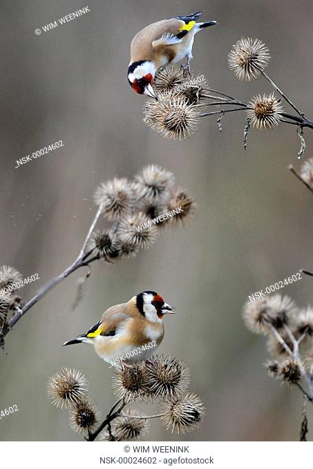 European Goldfinch (Carduelis carduelis) foraging on the seeds of a Burdock (Arctium sp.) thistle, The Netherlands