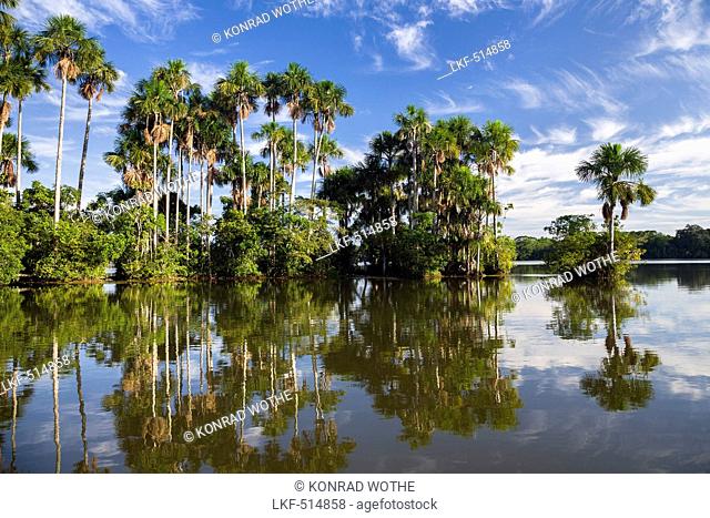 Mauriti Palm Trees, Buriti, Moriche Palms, at Sandoval Lake, Mauritia flexuosa, Tambopata National Reserve, Peru, South America