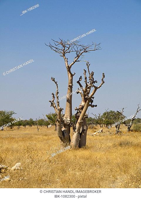 Moringa tree (Moringa ovalifolia) in the Sprookies Woud, Etosha National Park, Namibia, Africa